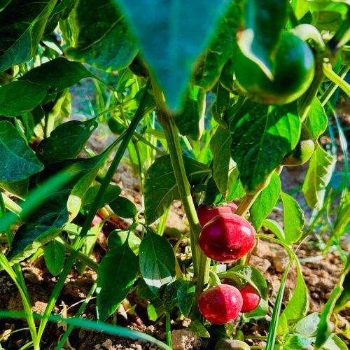 Sustainable Production… A Journey That Starts with the Soil