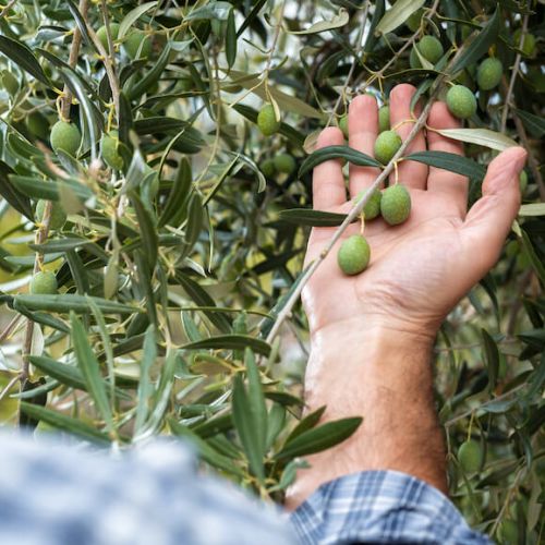 Olive Harvest Season 2025 – Premium Bulk Olives for European Importers