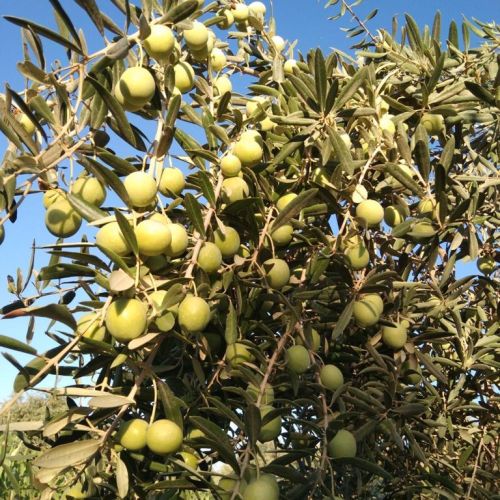 Established in 2010, Two Brother Company For Olives And Pickled is the most respected brand in Fairh
