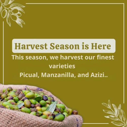 Stagione della Raccolta in Egitto: La Storia dietro le Olive Picual, Manzanilla e Azizi
