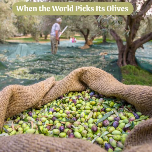 Le Stagioni Mondiali della Raccolta delle Olive: Quando il Mondo Raccoglie le Sue Olive