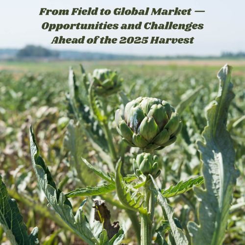 Egypt’s Artichoke: From Field to Global Market — Opportunities and Challenges Ahead of t