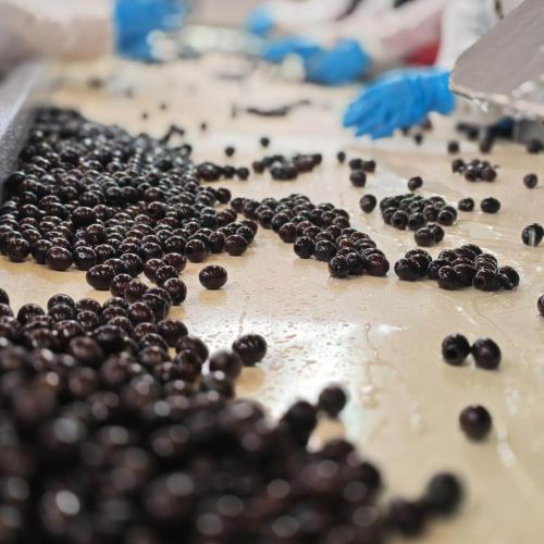 Proveedor egipcio de aceitunas para Es