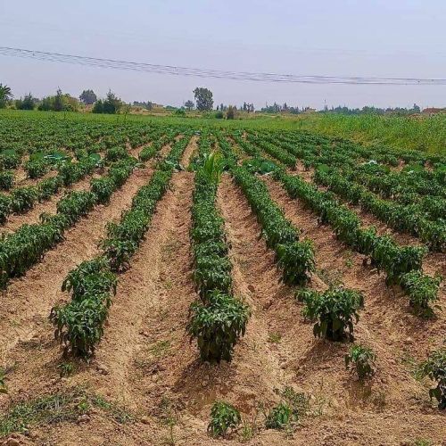 Stagione del raccolto di peperoni