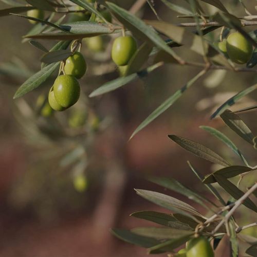Il mese cruciale di giugno nella coltivazione delle olive