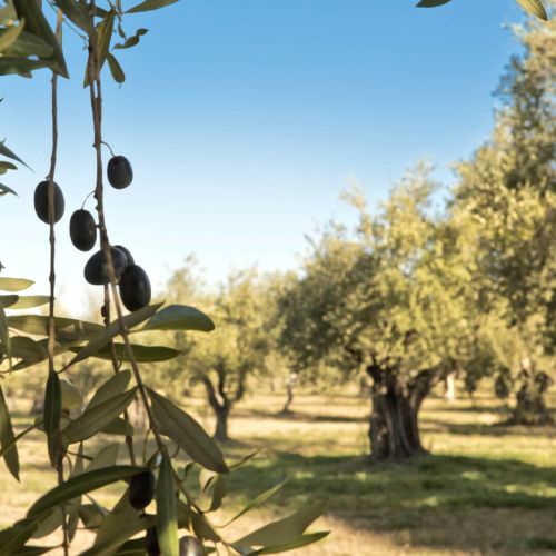 Ontdek de Groeicyclus van Olijven
