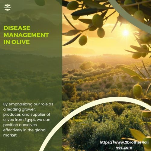 Effective Disease Management in Olive Cultivation: A Guide for Growers and Producers