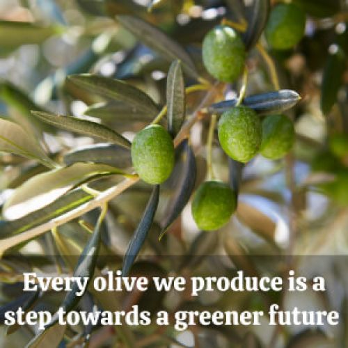 2Brother4Olives: Proteggere la natura un'oliva alla volta