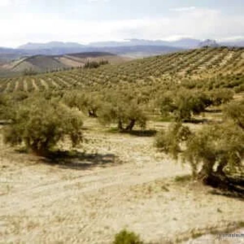 Todo lo que necesitas saber sobre el riego de los olivos: Cuidados esenciales para su salud y crecim