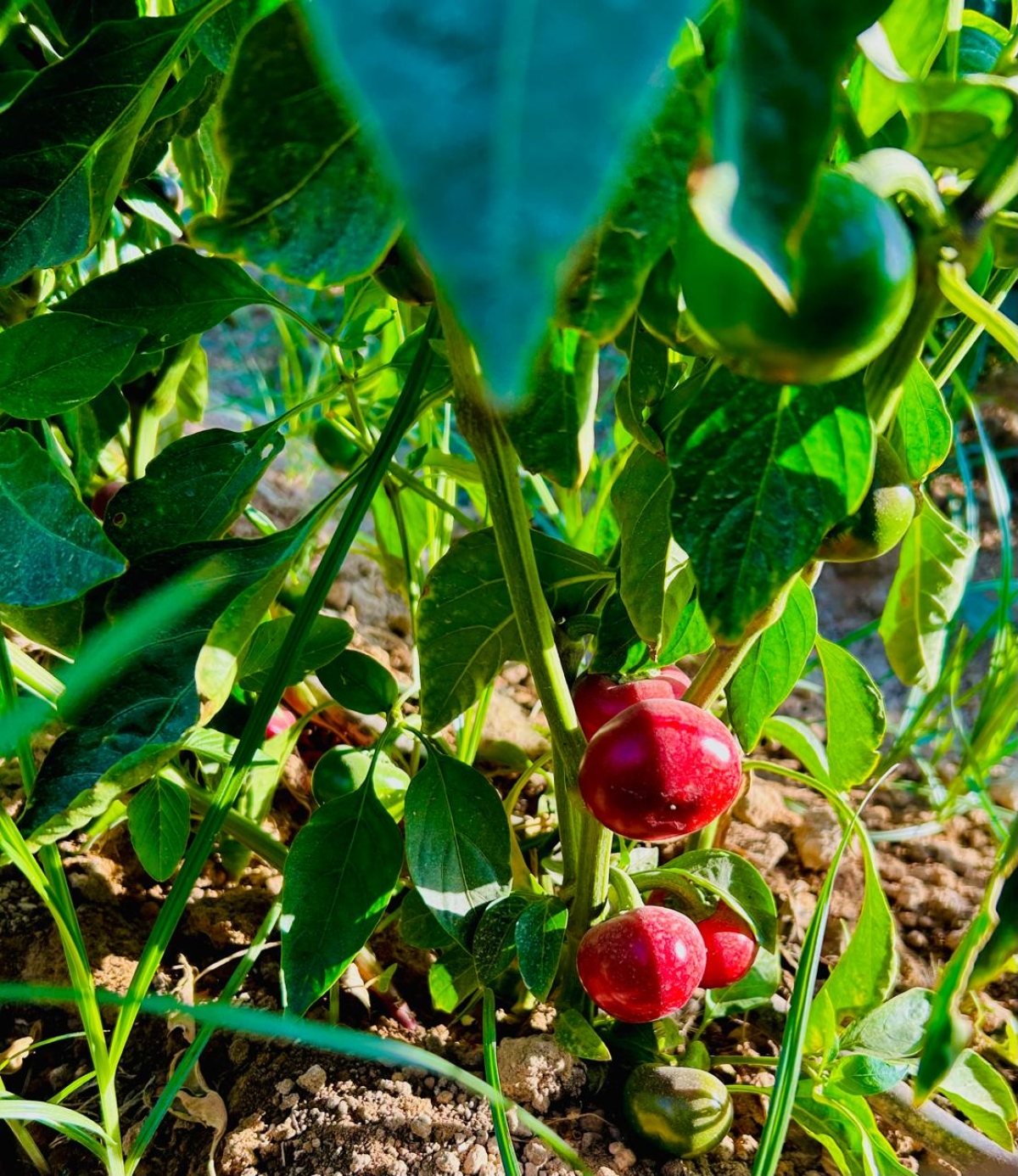 Producción sostenible… Un viaje que comienza en el suelo