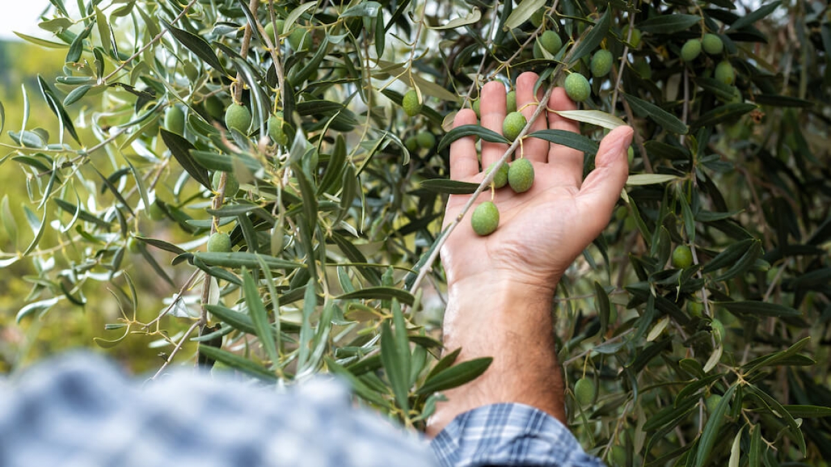Stagione della Raccolta delle Olive 2025 – Olive Premium all’Ingrosso per Importatori Europei