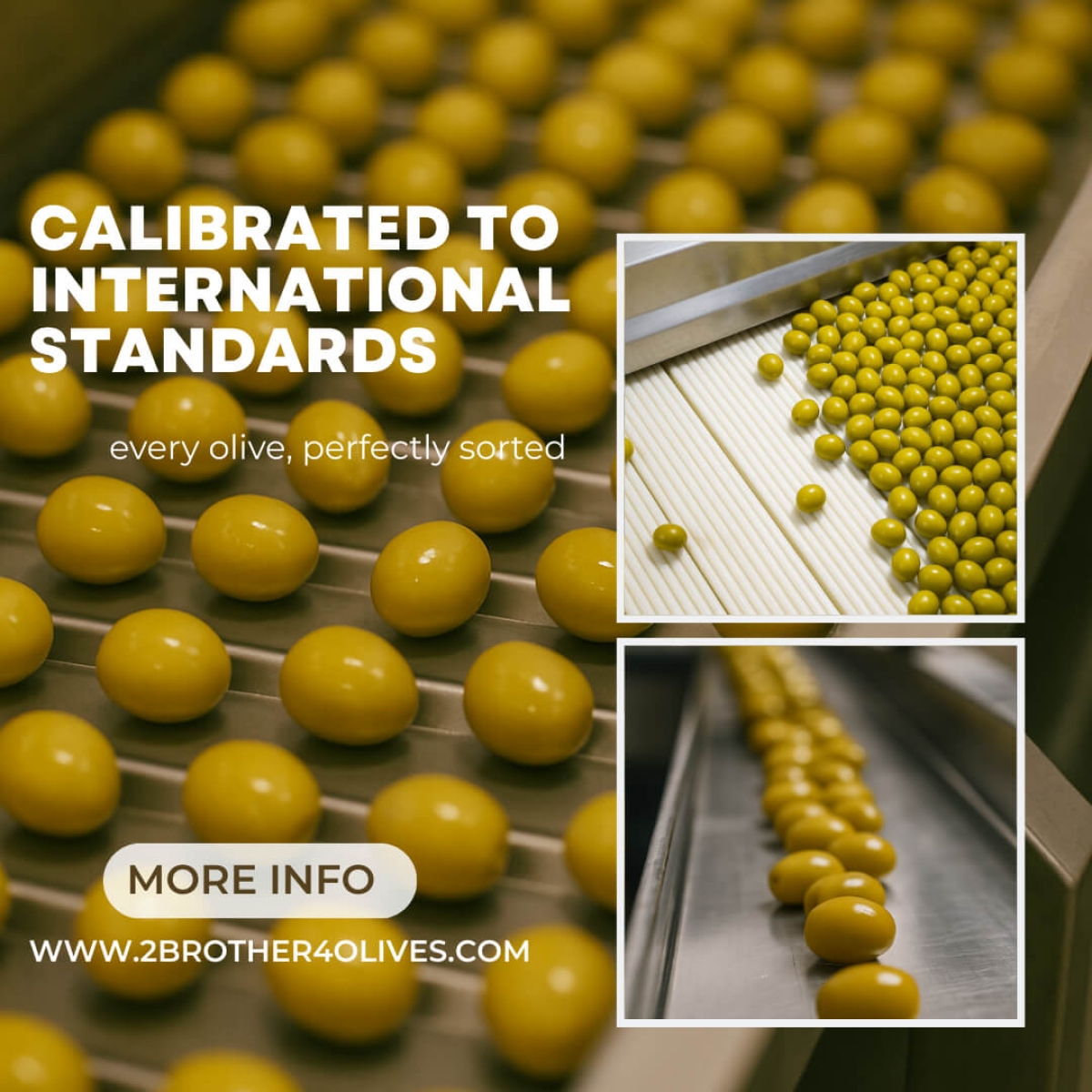Egyptian Calibrated Olives