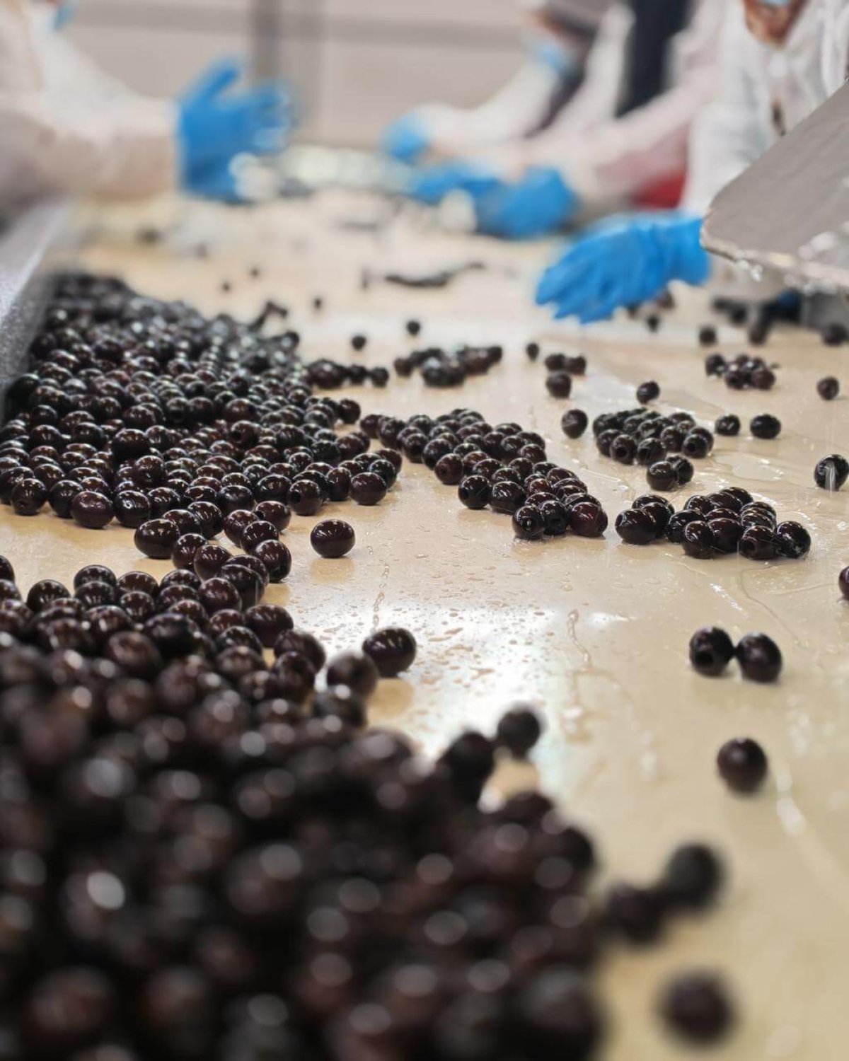 Proveedor egipcio de aceitunas para Es