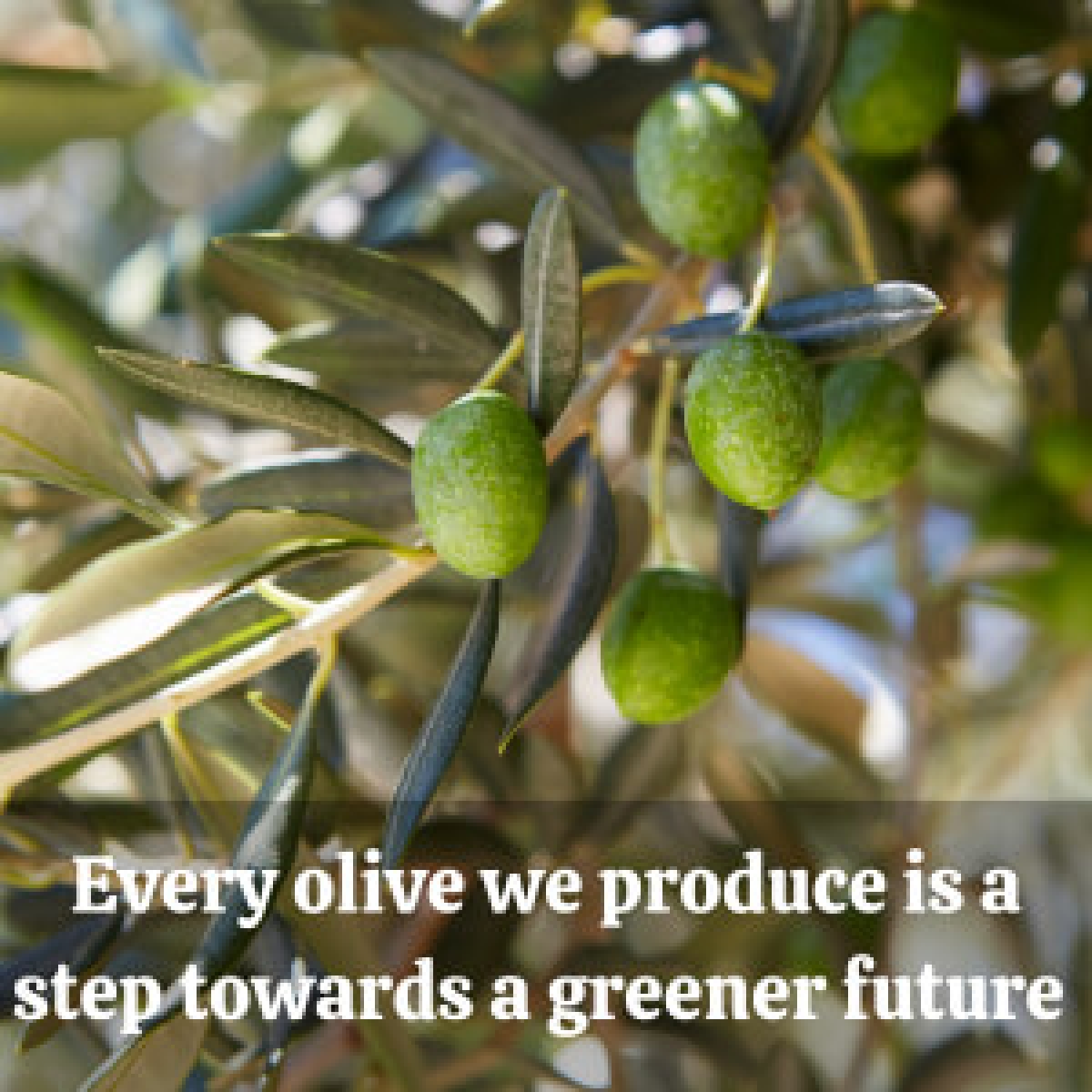 Protecting Nature One Olive at a Time