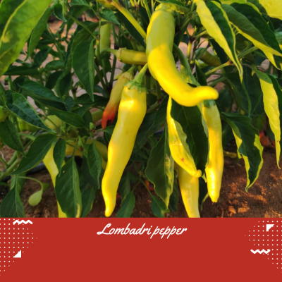 Lombardi pepper